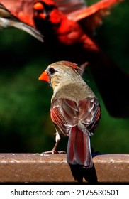 Male Northern Cardinal And A Bird Feeder