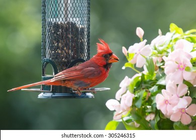 Male Northern Cardinal By A Bird Feeder