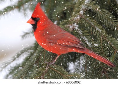 Male Northern Cardinal (cardinalis) in falling snow