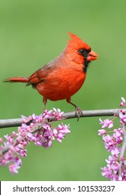 Male Northern Cardinal (cardinalis) On A Branch With Flowers In Spring