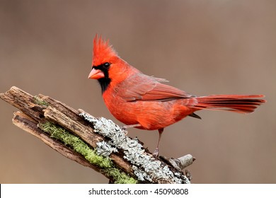 Male Northern Cardinal (cardinalis) on a stump with moss and lichen and a colorful background