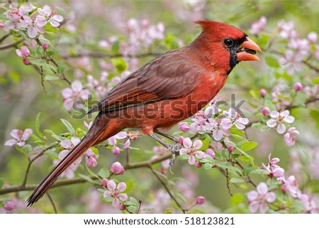 Male Northern Cardinal in Crab Apple Tree