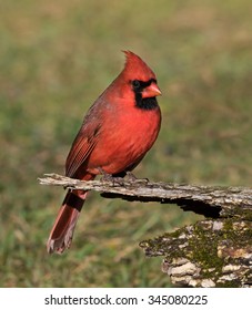 Male Northern Cardinal in Fall 