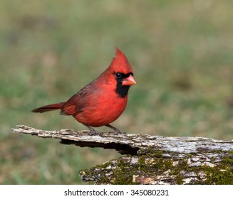 Male Northern Cardinal in Fall 