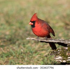 Male Northern Cardinal in Fall