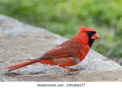 Male Northern Cardinal Feeding on the Ground in Spring in South Central Louisiana