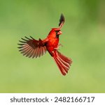 Male northern cardinal in flight on the Saginaw Bay.