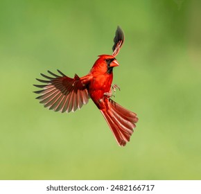 Male northern cardinal in flight on the Saginaw Bay. - Powered by Shutterstock