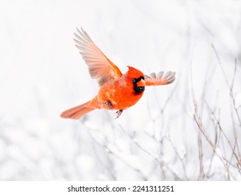 Male northern cardinal in flight in the snow.