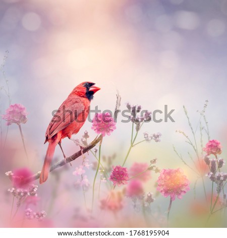 Male Northern Cardinal in the flower garden