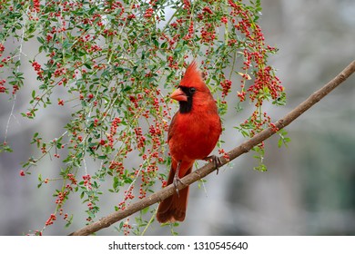 Male Northern Cardinal with Holly Berry Bough in Background