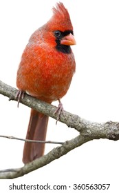 Male Northern Cardinal Isolated On White Background