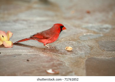 Male Northern Cardinal also known as Redbird or Common Cardinal "Cardinalis cardinalis" eats a seed on the island of Maui Hawaii