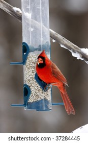 Male Northern Cardinal On A Bird Feeder