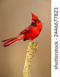 Male northern cardinal on a branch.