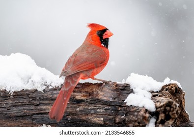 Male northern cardinal on a log in the snow.
