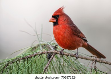 Male Northern Cardinal On Pine Bough