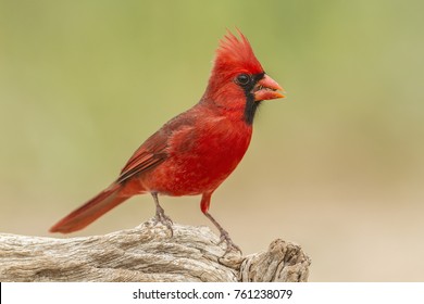 Male Northern Cardinal on Weathered  Log