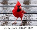 A male Northern Cardinal on a wet deck                               