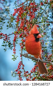 Male Northern Cardinal Perched in Front of Bough of Bright Red Holly Berries Against Blue Sky in Louisiana January