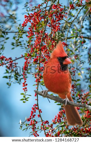 Male Northern Cardinal Perched in Front of Bough of Bright Red Holly Berries Against Blue Sky in Louisiana January