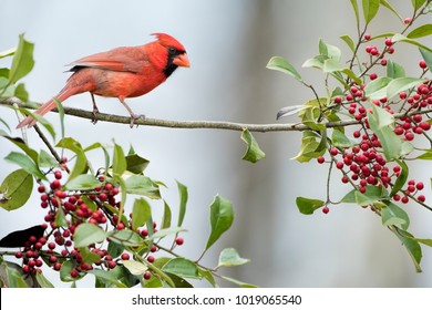 Male Northern Cardinal Perched on Branch of an American Holly Tree filled with Red Berries