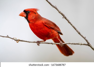 Male Northern Cardinal Perched on Slender Branch in Early Spring in Louisiana