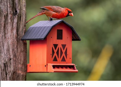 Cardinals On Birdhouse Images Stock Photos Vectors Shutterstock - red cardinal bird house roblox