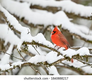 Male Northern Cardinal Perched On Pine Tree Covered In Snow In Winter