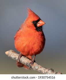 Male northern cardinal perched on branch.