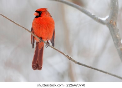 Male Northern Cardinal perched on a branch in winter - Powered by Shutterstock