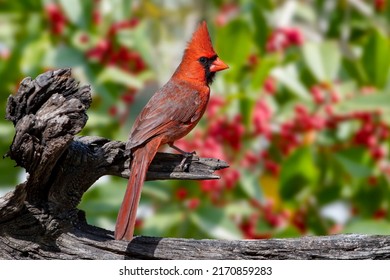 Male Northern Cardinal Perched on Driftwood With Holly Tree in Background