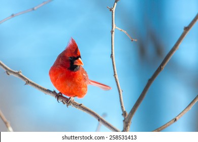 Male Northern Cardinal Perched On A Limb In Lexington, Kentucky During Winter Storm Thor.