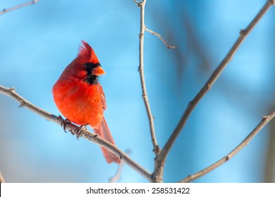 Male Northern Cardinal Perched On A Limb In Lexington, Kentucky During Winter Storm Thor.