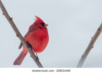 Male Northern Cardinal Perched On A Limb In Lexington, Kentucky During Winter Storm Thor.