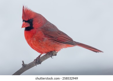 Male Northern Cardinal Perched On A Limb In Lexington, Kentucky During Winter Storm Thor.