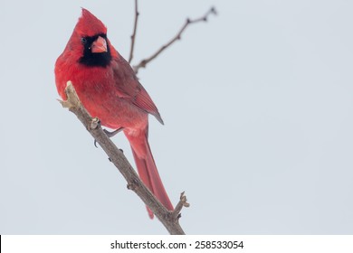 Male Northern Cardinal Perched On A Limb In Lexington, Kentucky During Winter Storm Thor.