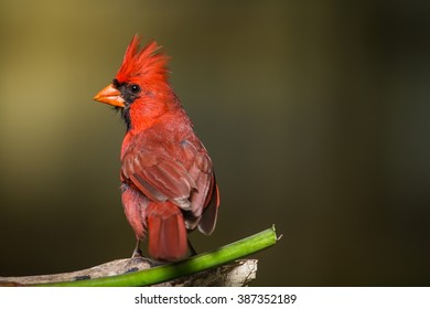 A Male Northern Cardinal Perched On A Small Limb In Lexington, KY.