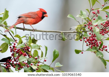 Male Northern Cardinal Perched on Branch of an American Holly Tree filled with Red Berries