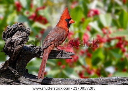 Male Northern Cardinal Perched on Driftwood With Holly Tree in Background