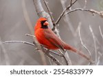 A male northern cardinal perched in the woods.