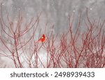 A male northern cardinal perches on bare branches while surrounded by falling snow during a cold winter afternoon by the lake in Toronto, Ontario, Canada.