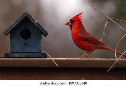 Male Northern Cardinal Poses Ext To A Bird House