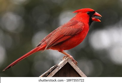 Male Northern Cardinal Poses On Top Of A Bird House