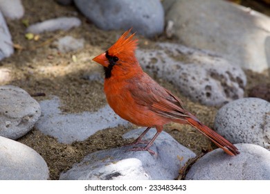 Male Northern Cardinal, sits on a rock on the beach.
