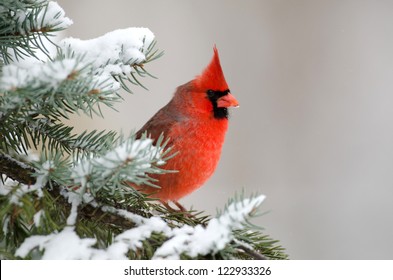 Male northern cardinal sitting in an evergreen tree following a winter snowstorm
