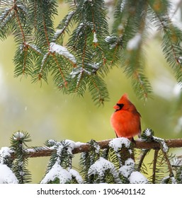 Male Northern Cardinal sitting on a snow covered Evergreen branch in Wisconsin