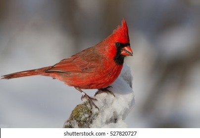  Male Northern Cardinal in snow