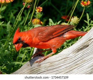 Male Northern Cardinal in South Texas