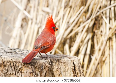 Male Northern Cardinal standing on a Stump, Eating sunflower seeds. Arizona, USA